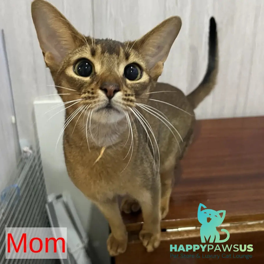 Flora Abyssinian female black - live animals
