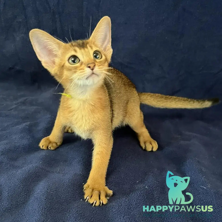 Flora Abyssinian female black - live animals