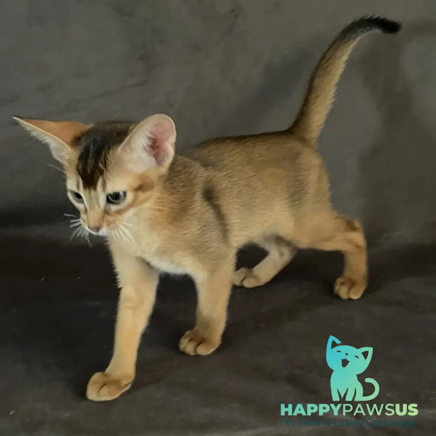 Flora Abyssinian female black - live animals