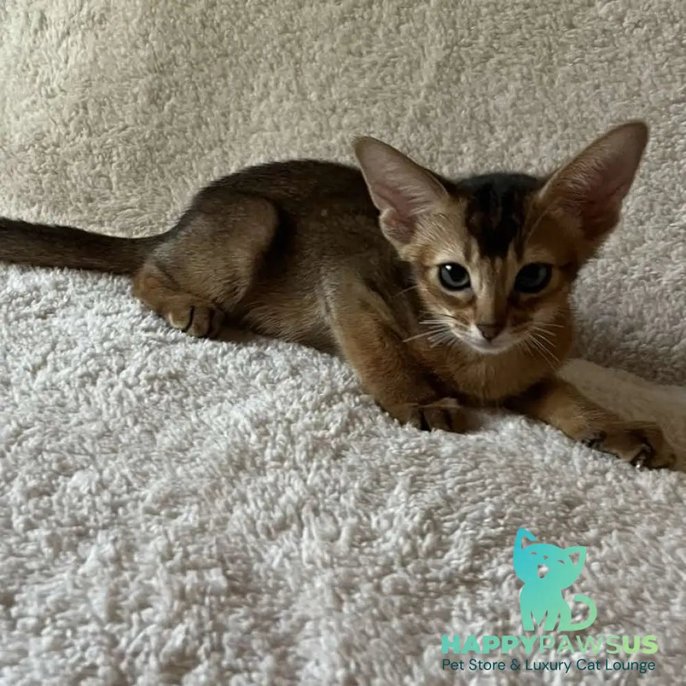 Flora Abyssinian female black - live animals