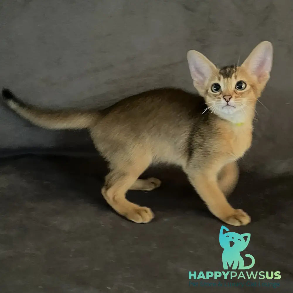 Flora Abyssinian female black - live animals