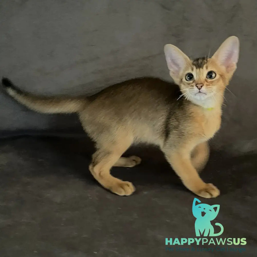 Flora Abyssinian female black - live animals