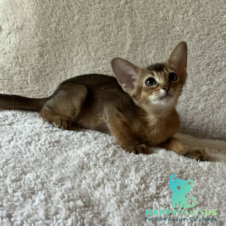 Flora Abyssinian female black - live animals