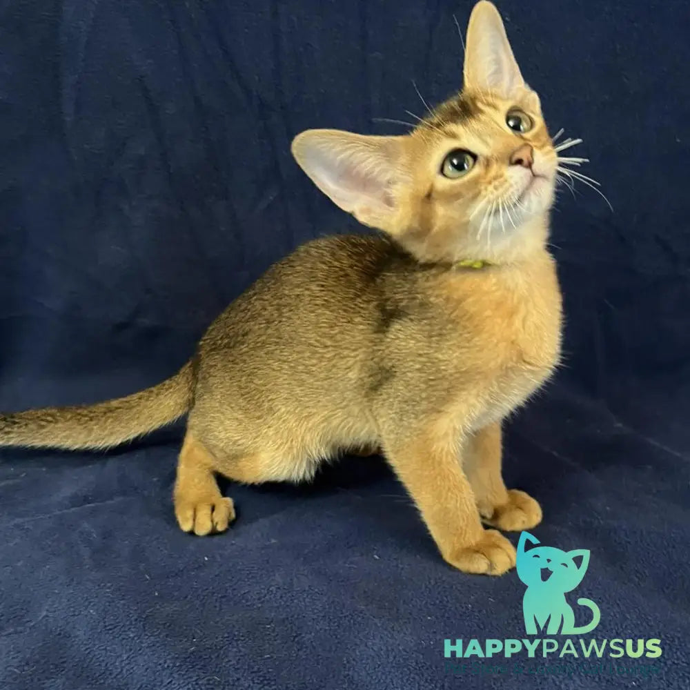 Flora Abyssinian female black - live animals