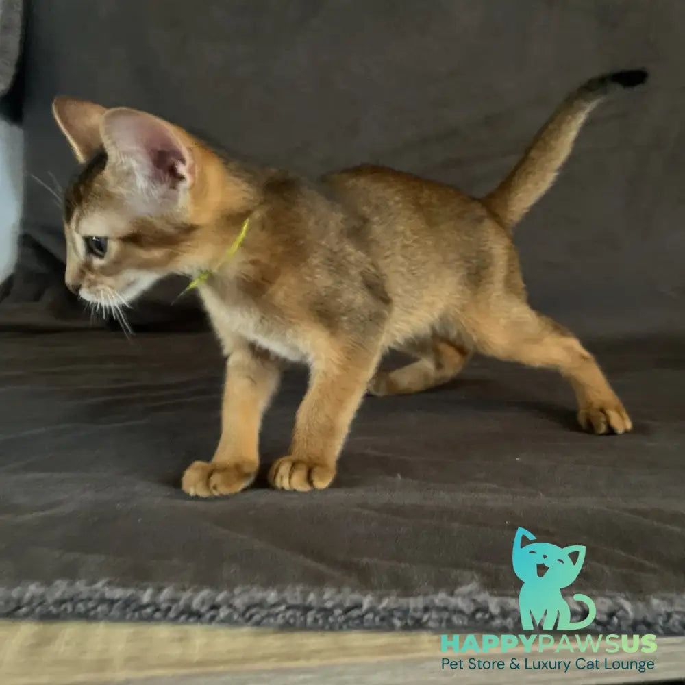 Flora Abyssinian female black - live animals
