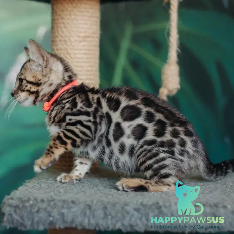 Flora Bengal female black spotted tabby - live animals