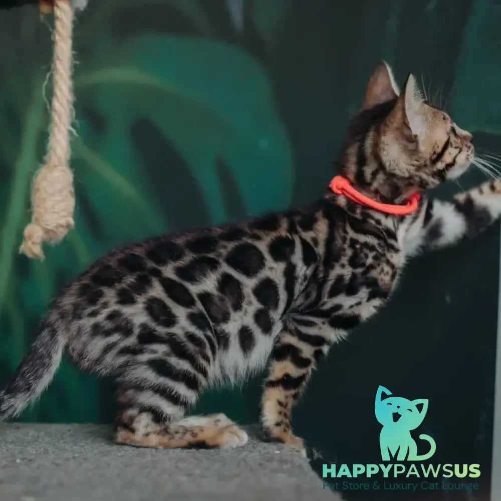 Flora Bengal female black spotted tabby - live animals