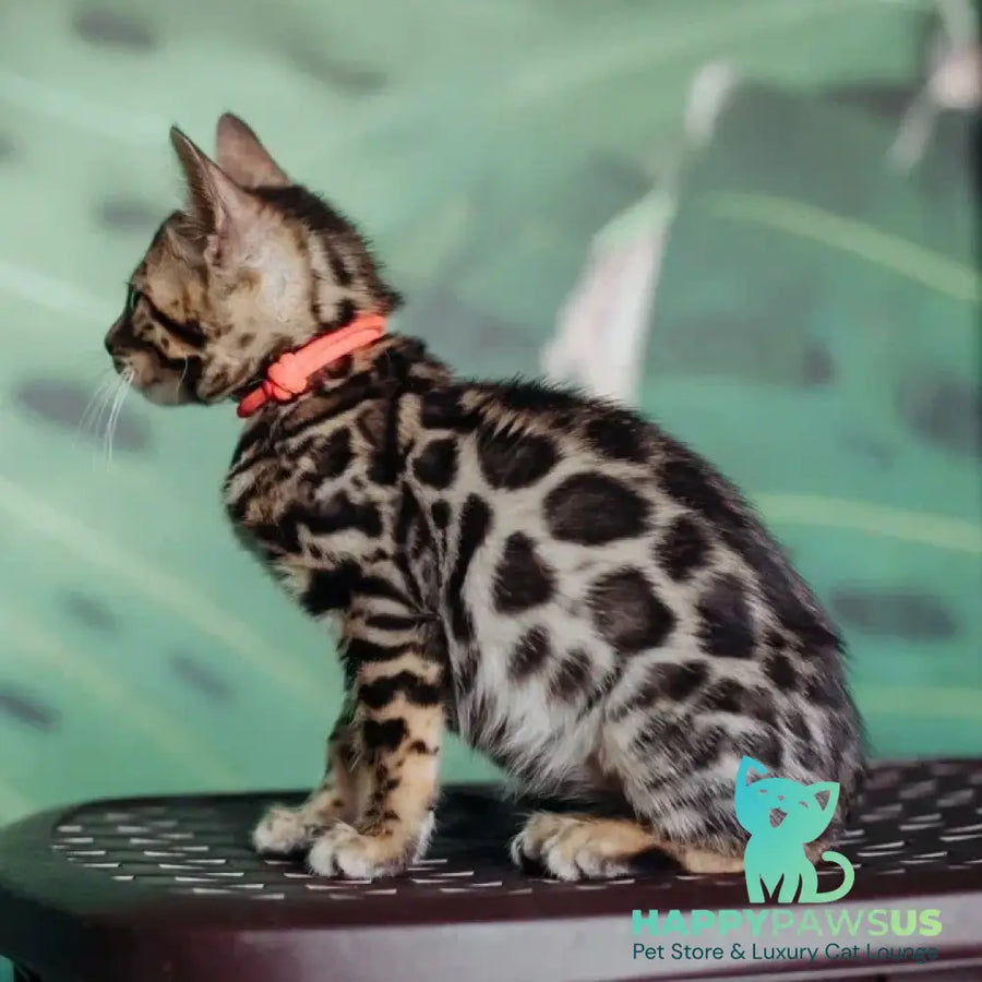 Flora Bengal female black spotted tabby - live animals