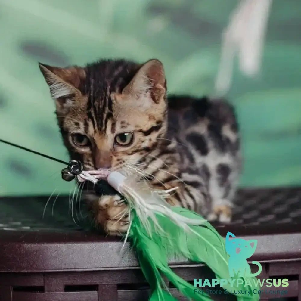 Flora Bengal female black spotted tabby - live animals