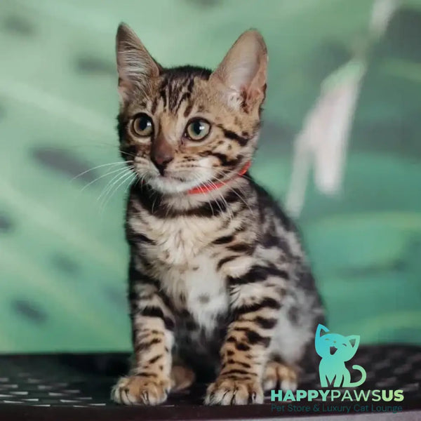 Flora Bengal female black spotted tabby - live animals