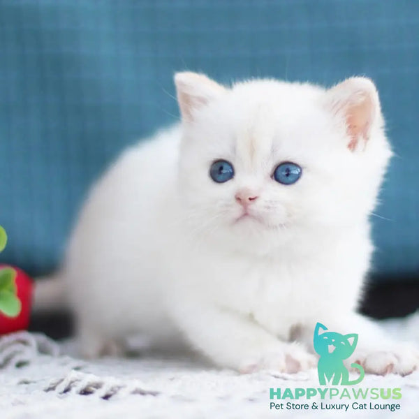 Flora British Shorthair female black golden shaded pointed - live animals