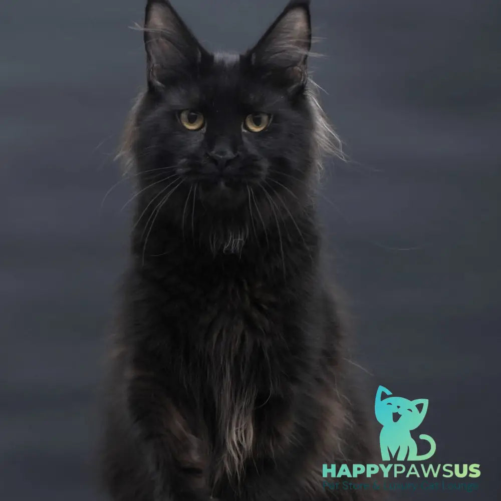 Flora Maine Coon female black - live animals