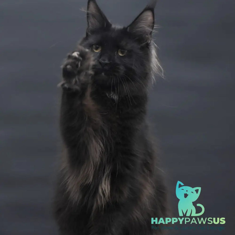 Flora Maine Coon female black - live animals