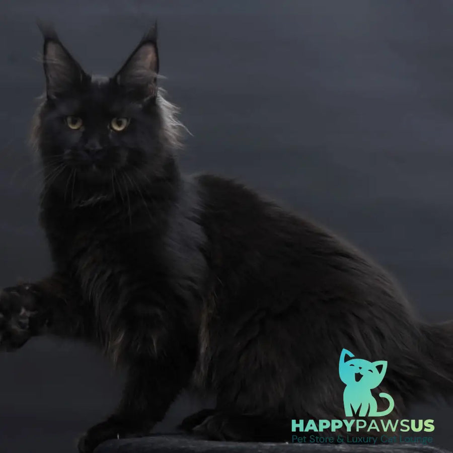 Flora Maine Coon female black - live animals