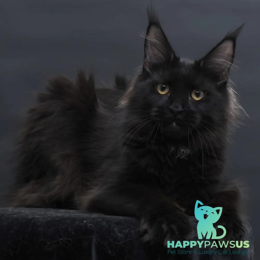 Flora Maine Coon female black - live animals