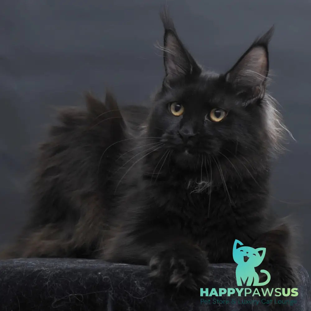 Flora Maine Coon female black - live animals
