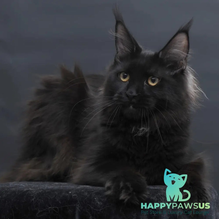 Flora Maine Coon female black - live animals