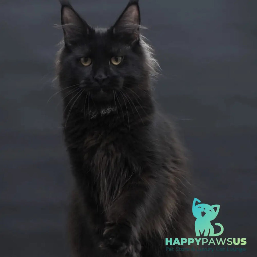 Flora Maine Coon female black - live animals