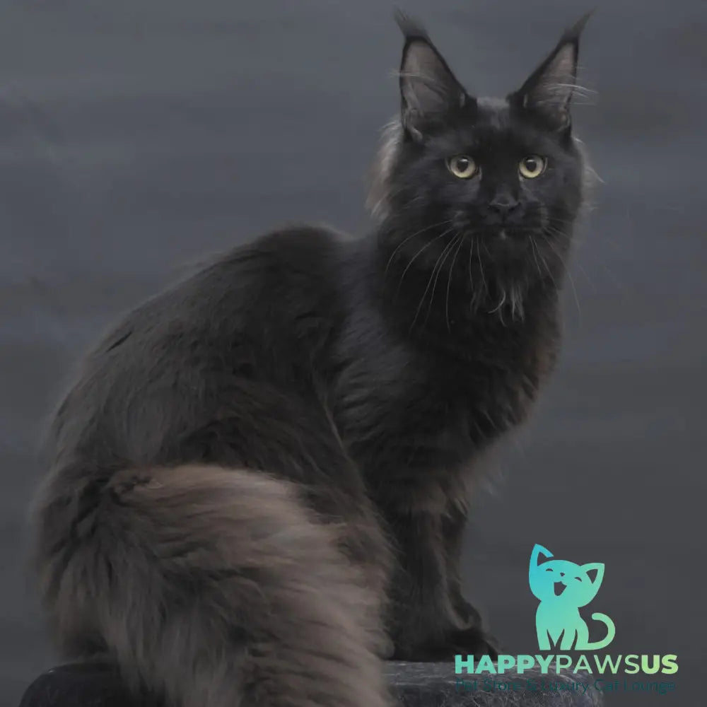 Flora Maine Coon female black - live animals