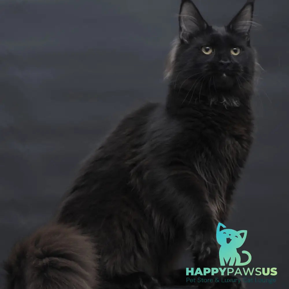 Flora Maine Coon female black - live animals
