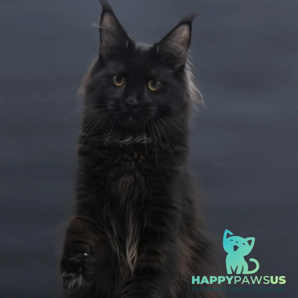 Flora Maine Coon female black - live animals