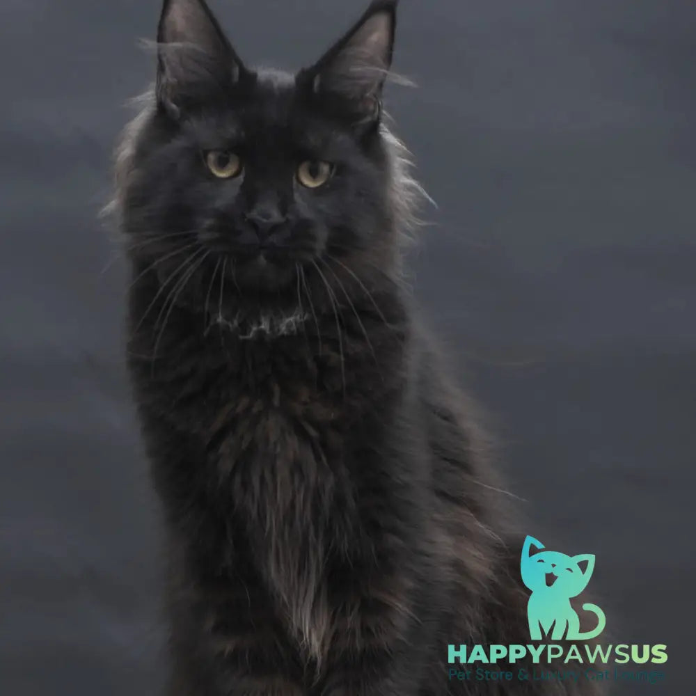 Flora Maine Coon female black - live animals