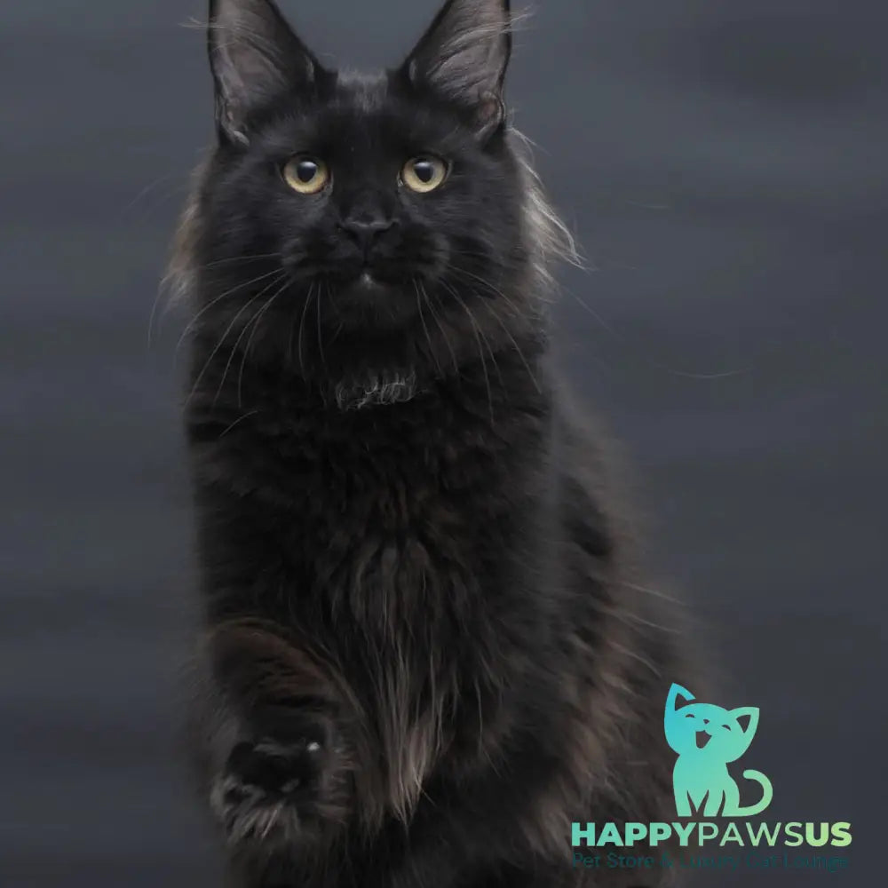 Flora Maine Coon female black - live animals