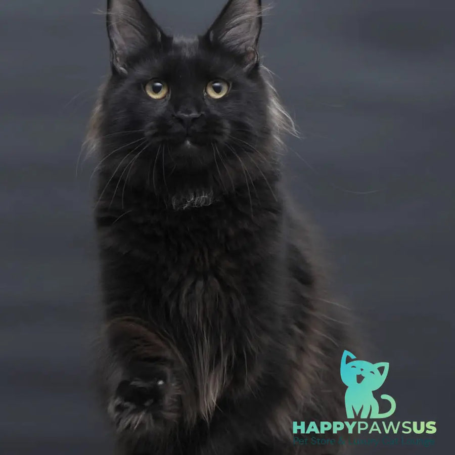 Flora Maine Coon female black - live animals
