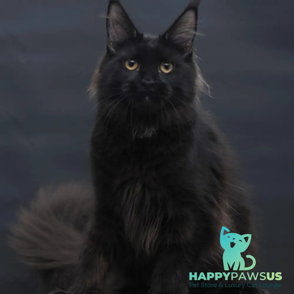 Flora Maine Coon female black - live animals