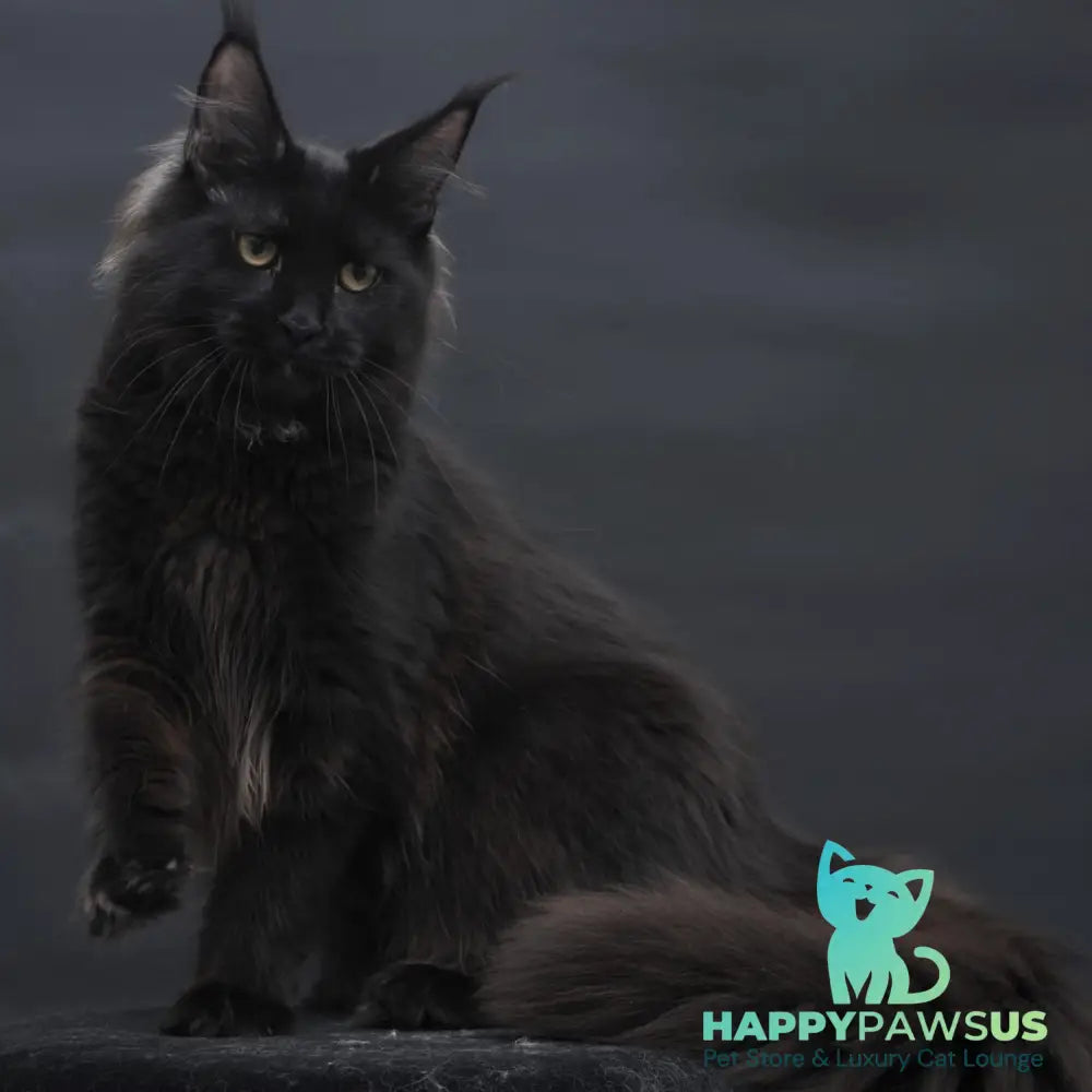 Flora Maine Coon female black - live animals