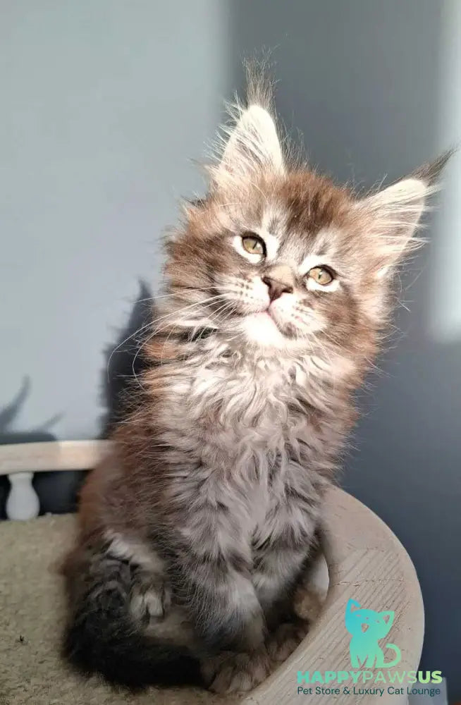 Flora Maine Coon female black silver ticked tabby - live animals