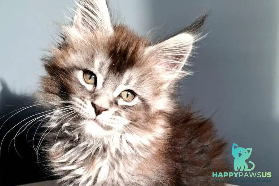 Flora Maine Coon female black silver ticked tabby - live animals