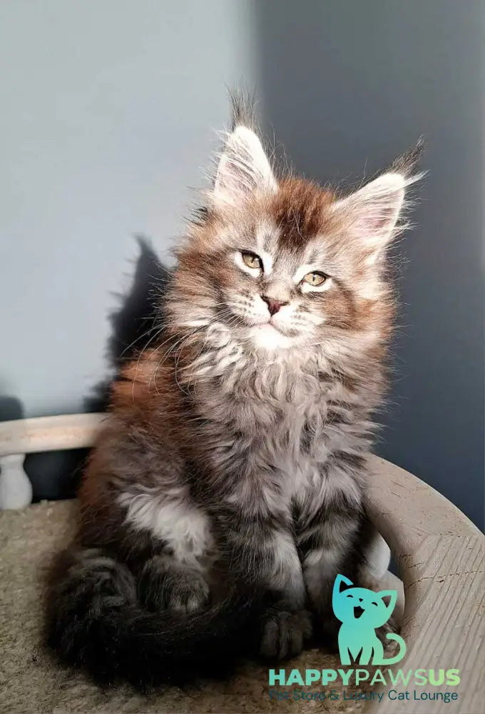 Flora Maine Coon female black silver ticked tabby - live animals