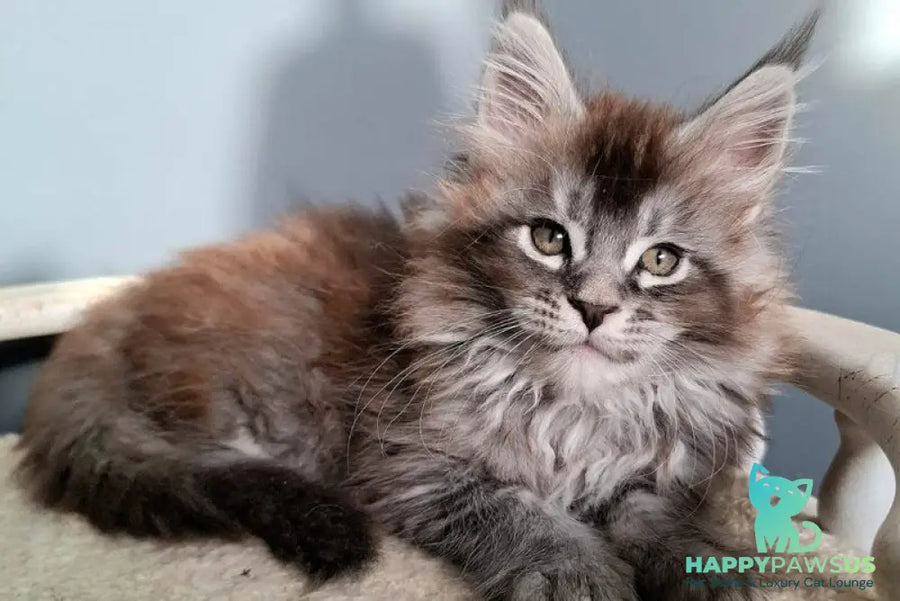 Flora Maine Coon female black silver ticked tabby - live animals