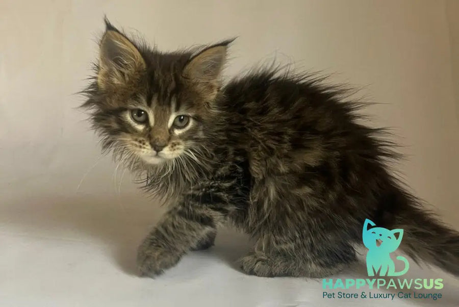 Flora Maine Coon female black tabby - live animals