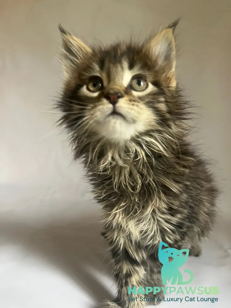 Flora Maine Coon female black tabby - live animals