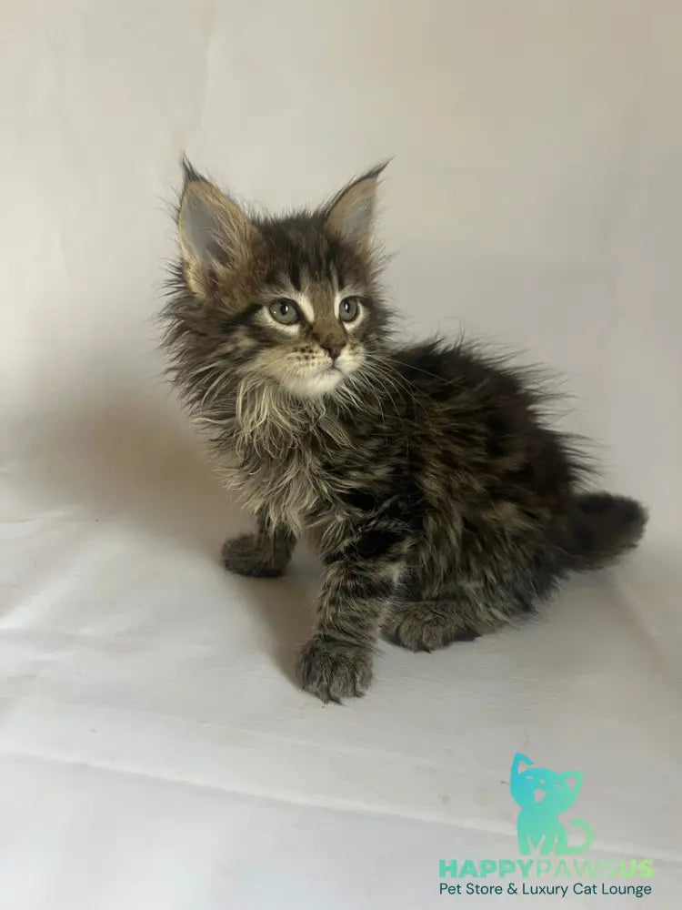 Flora Maine Coon female black tabby - live animals