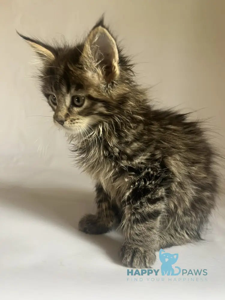 Flora Maine Coon female black tabby - live animals