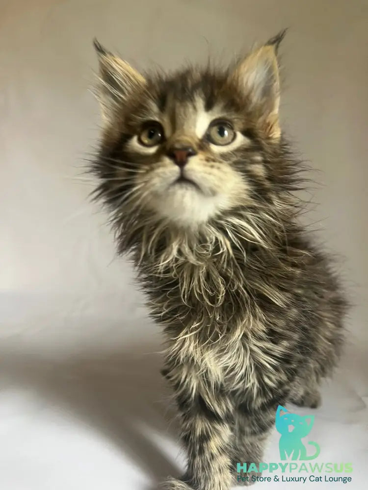 Flora Maine Coon female black tabby - live animals