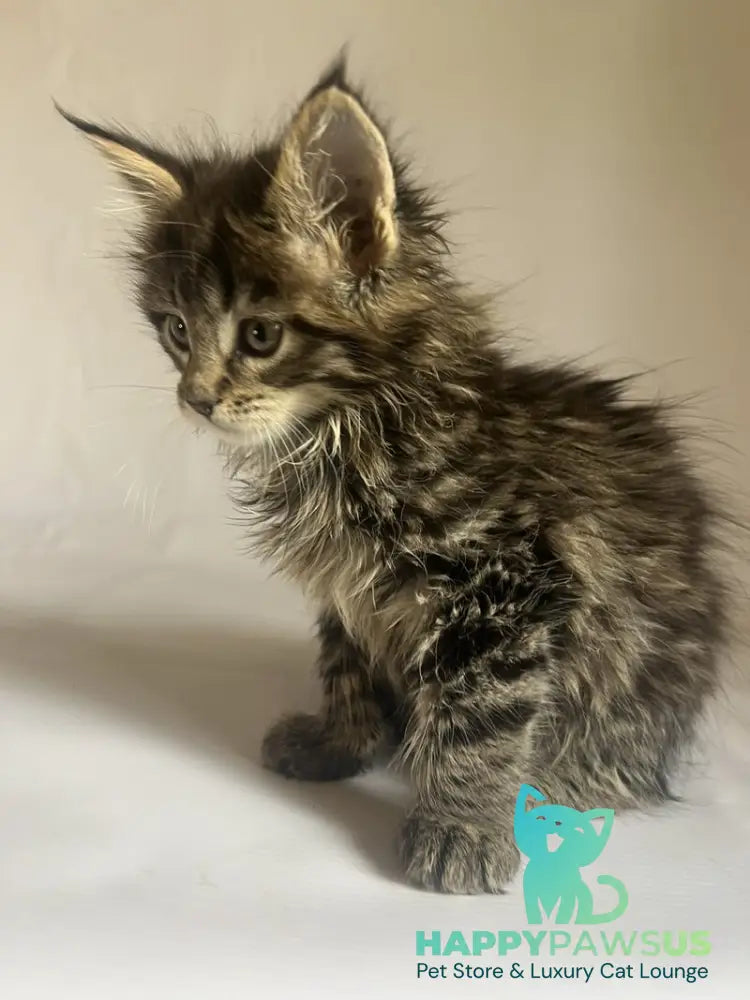 Flora Maine Coon female black tabby - live animals
