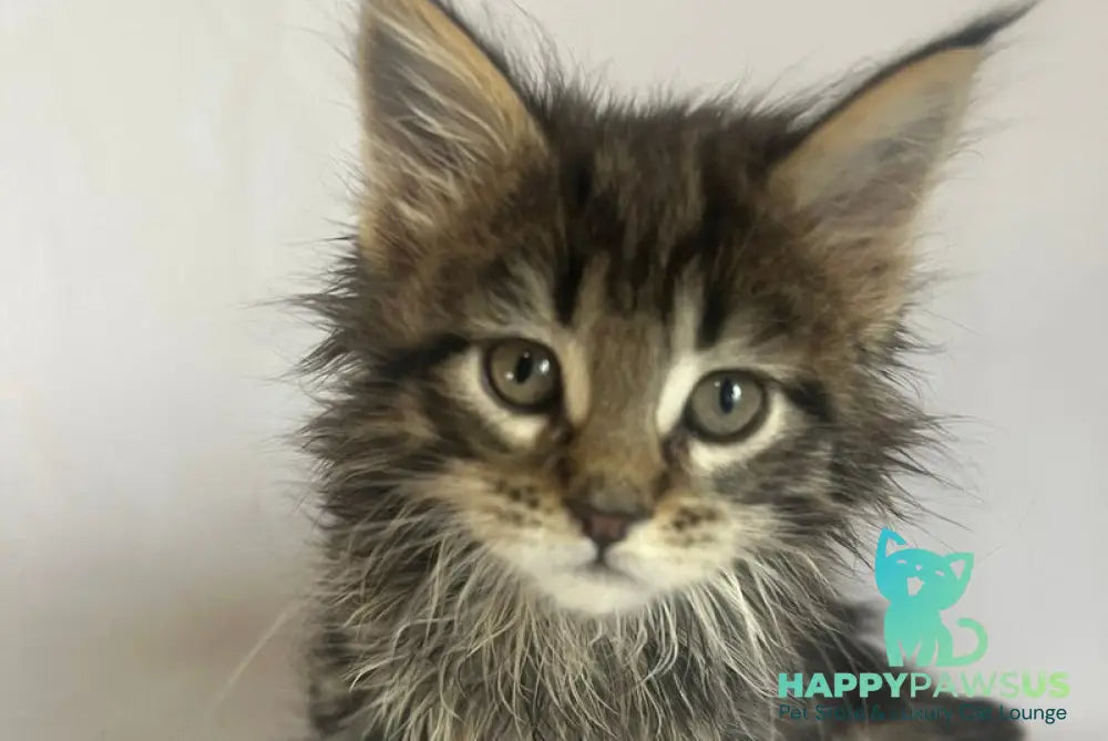 Flora Maine Coon female black tabby - live animals