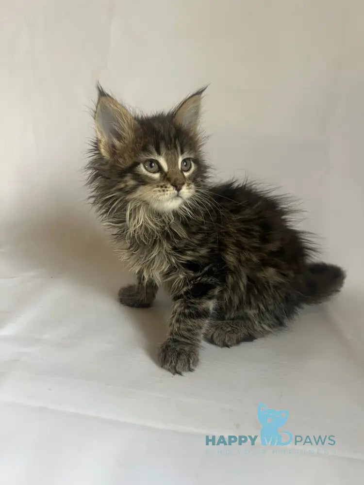Flora Maine Coon female black tabby - live animals