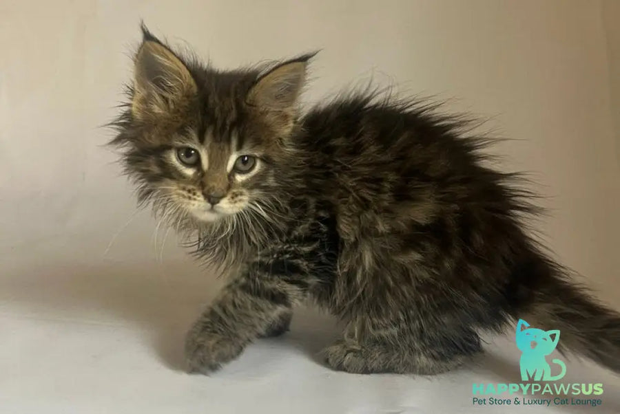 Flora Maine Coon female black tabby - live animals