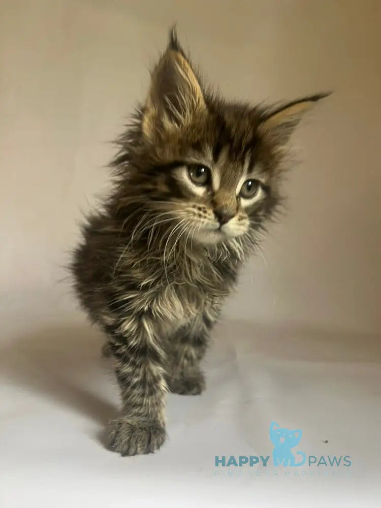 Flora Maine Coon female black tabby - live animals