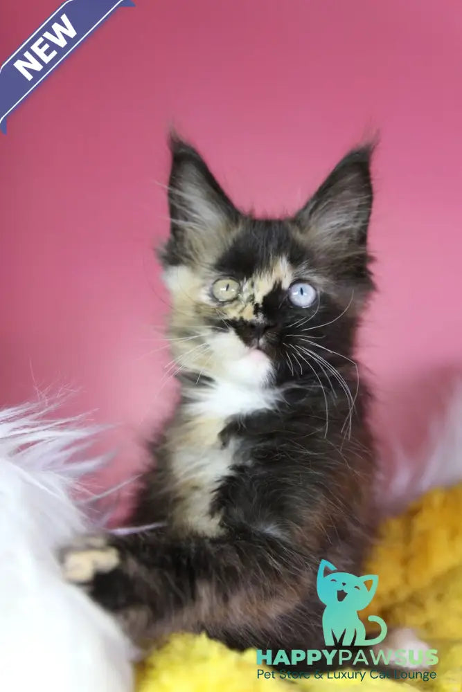 Flora Maine Coon female black tortie - live animals