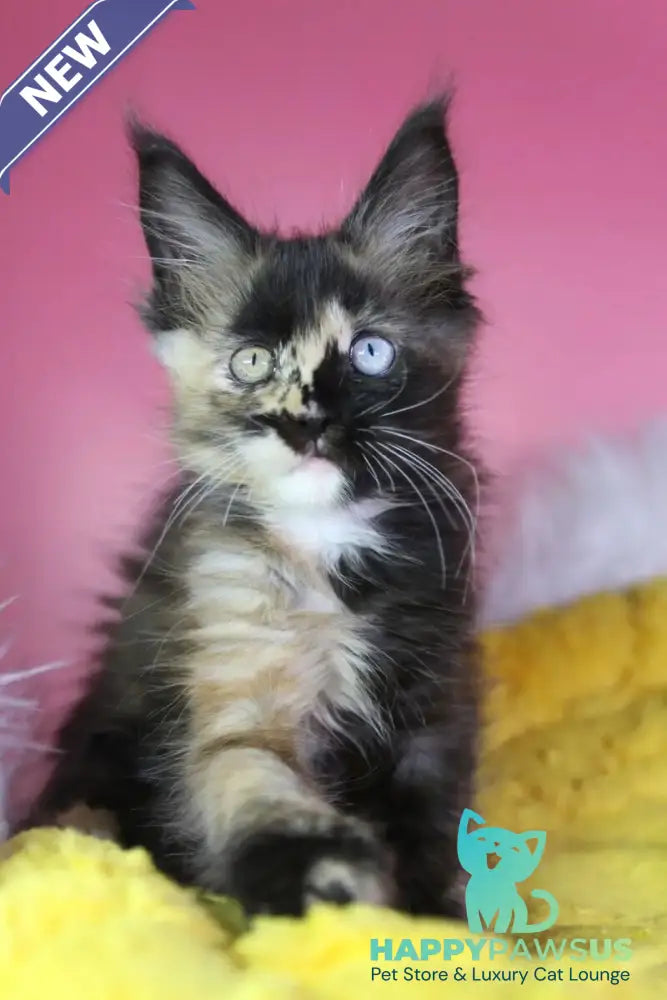 Flora Maine Coon female black tortie - live animals