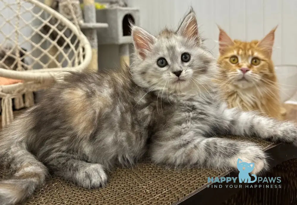 Flora Maine Coon female black tortie silver spotted tabby live animals