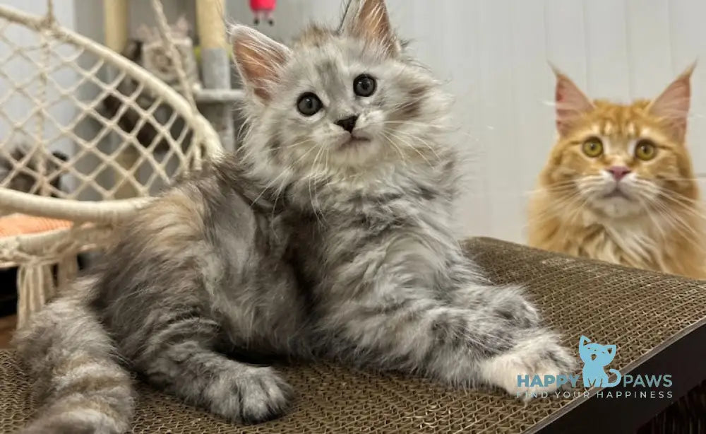 Flora Maine Coon female black tortie silver spotted tabby live animals
