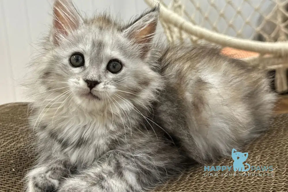 Flora Maine Coon female black tortie silver spotted tabby live animals