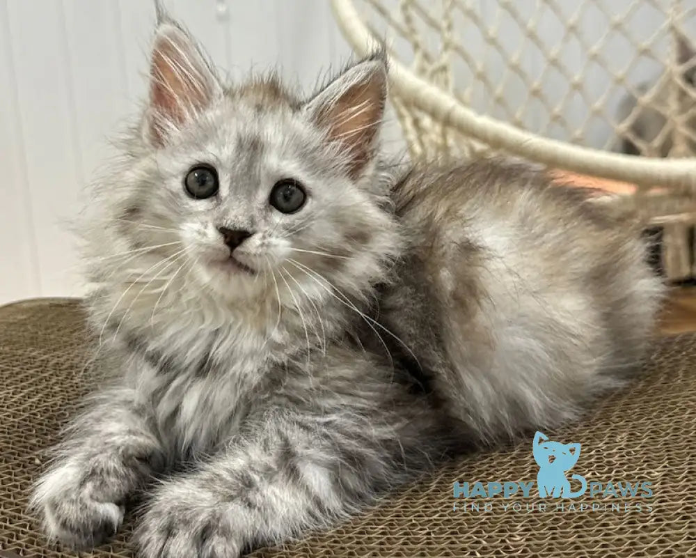 Flora Maine Coon female black tortie silver spotted tabby live animals